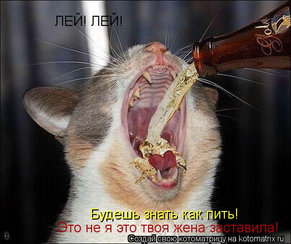 ЛЕЙ! ЛЕЙ! Будешь знать как пить! Это не я это твоя жена заставила! Это не я это твоя жена заставила!... Котоматрица: ЛЕЙ! ЛЕЙ! Будешь знать как пить! Это не я это твоя жена заставила! Это не я это твоя жена заставила!