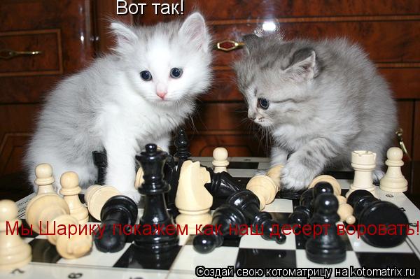 Вот так! Мы Шарику покажем как наш десерт воровать!... Котоматрица: Вот так! Мы Шарику покажем как наш десерт воровать!