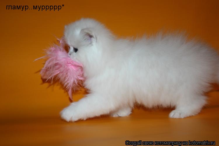 гламур..муррррр*... Котоматрица: гламур..муррррр*