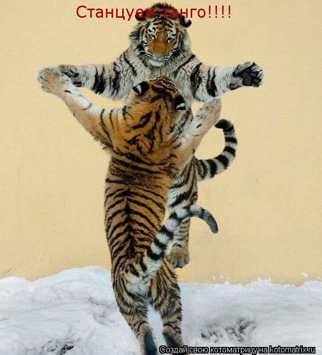 Станцуем танго!!!!... Котоматрица: Станцуем танго!!!!