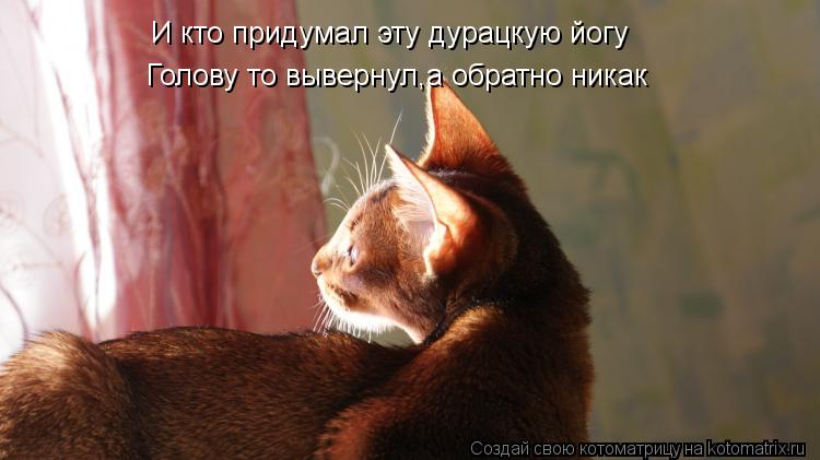 И кто придумал эту дурацкую йогу Голову то вывернул,а обратно никак... Котоматрица: И кто придумал эту дурацкую йогу Голову то вывернул,а обратно никак