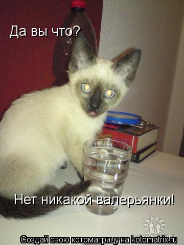 Да вы что? Нет никакой валерьянки!... Котоматрица: Да вы что? Нет никакой валерьянки!