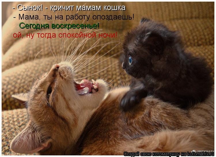 - Сынок! - кричит мамам кошка - Мама, ты на работу опоздаешь! Сегодня воскресенье! ой, ну тогда споко... Котоматрица: - Сынок! - кричит мамам кошка - Мама, ты на работу опоздаешь! Сегодня воскресенье! ой, ну тогда спокойной ночи!
