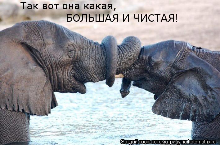 Так вот она какая, БОЛЬШАЯ И ЧИСТАЯ!... Котоматрица: Так вот она какая, БОЛЬШАЯ И ЧИСТАЯ!