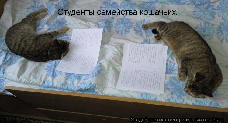 Студенты семейства кошачьих.... Котоматрица: Студенты семейства кошачьих.