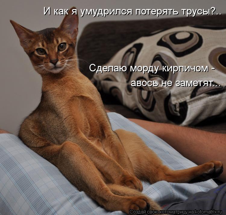 И как я умудрился потерять трусы?.. Сделаю морду кирпичом - авось не заметят...... Котоматрица: И как я умудрился потерять трусы?.. Сделаю морду кирпичом - авось не заметят...