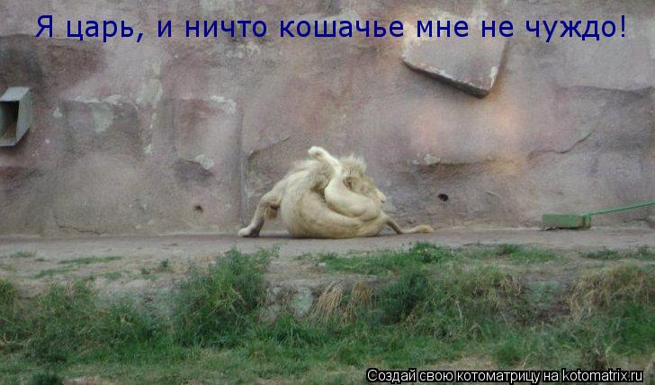 Я царь, и ничто кошачье мне не чуждо!... Котоматрица: Я царь, и ничто кошачье мне не чуждо!