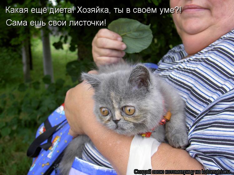 Какая ещё диета! Хозяйка, ты в своём уме?! Сама ешь свои листочки!... Котоматрица: Какая ещё диета! Хозяйка, ты в своём уме?! Сама ешь свои листочки!