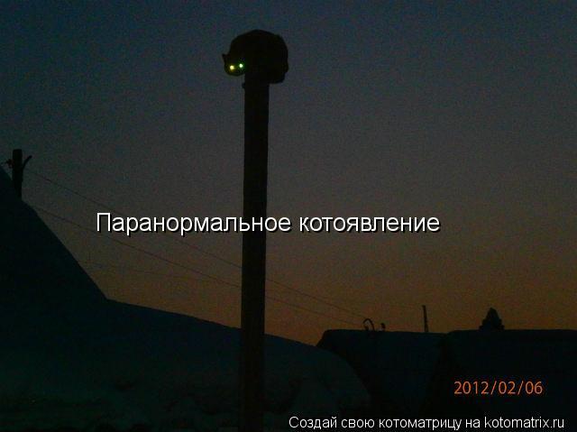 Паранормальное котоявление... Котоматрица: Паранормальное котоявление