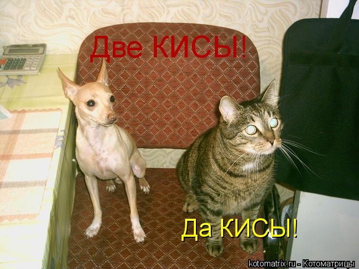 Две КИСЫ! Да КИСЫ!... Котоматрица: Две КИСЫ! Да КИСЫ!