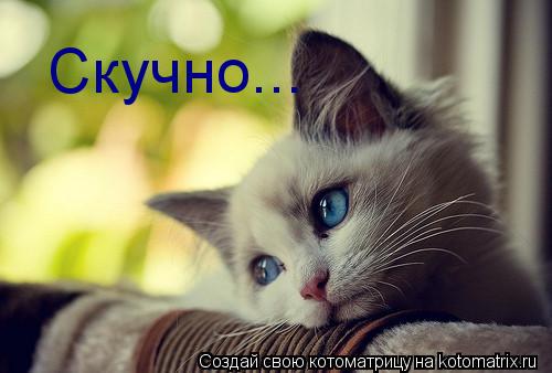 Скучно...... Котоматрица: Скучно...