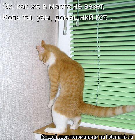 Эх, как же в марте не везет, Коль ты, увы, домашний кот...... Котоматрица: Эх, как же в марте не везет, Коль ты, увы, домашний кот...
