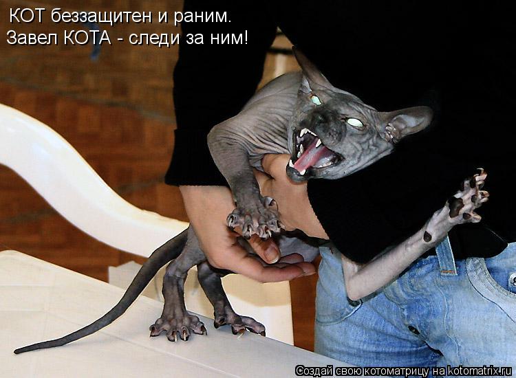 КОТ беззащитен и раним. Завел КОТА - следи за ним!... Котоматрица: КОТ беззащитен и раним. Завел КОТА - следи за ним!