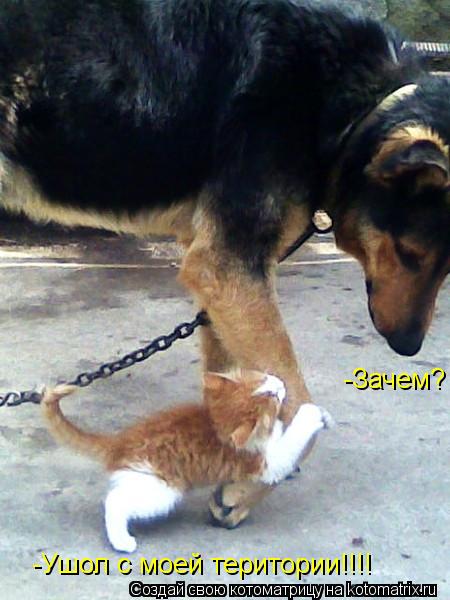 -Ушол с моей територии!!!! -Зачем?... Котоматрица: -Ушол с моей територии!!!! -Зачем?