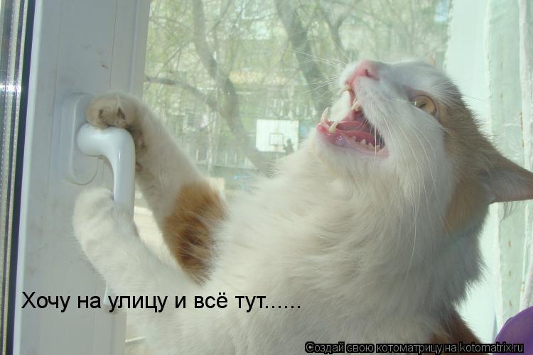 Хочу на улицу и всё тут......... Котоматрица: Хочу на улицу и всё тут......