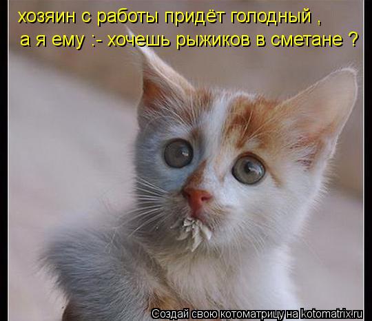 хозяин с работы придёт голодный , а я ему :- хочешь рыжиков в сметане ?... Котоматрица: хозяин с работы придёт голодный , а я ему :- хочешь рыжиков в сметане ?