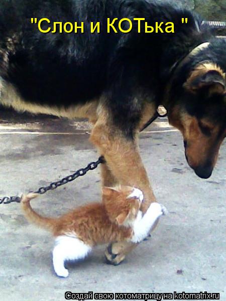 "Слон и КОТька "... Котоматрица: "Слон и КОТька "
