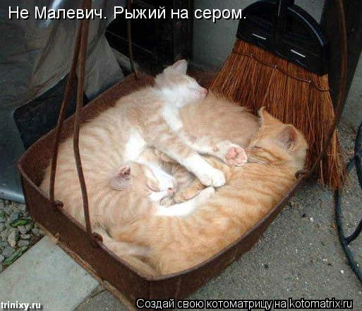 Не Малевич. Рыжий на сером.... Котоматрица: Не Малевич. Рыжий на сером.