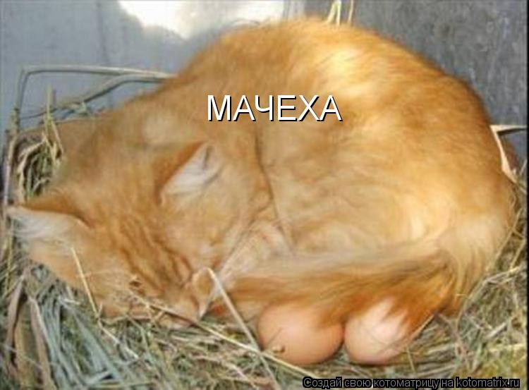 МАЧЕХА... Котоматрица: МАЧЕХА