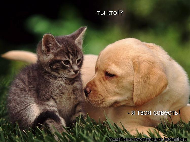 -ты кто!? - я твоя совесть!... Котоматрица: -ты кто!? - я твоя совесть!
