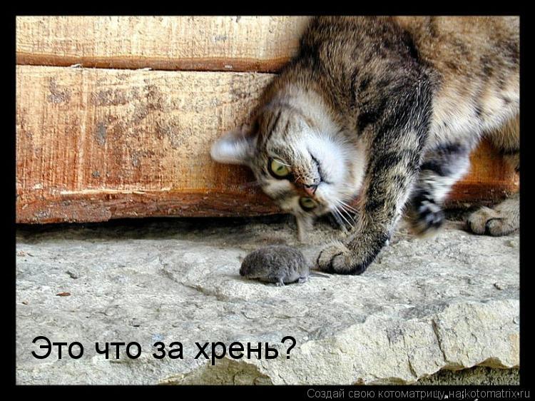 Это что за хрень?... Котоматрица: Это что за хрень?