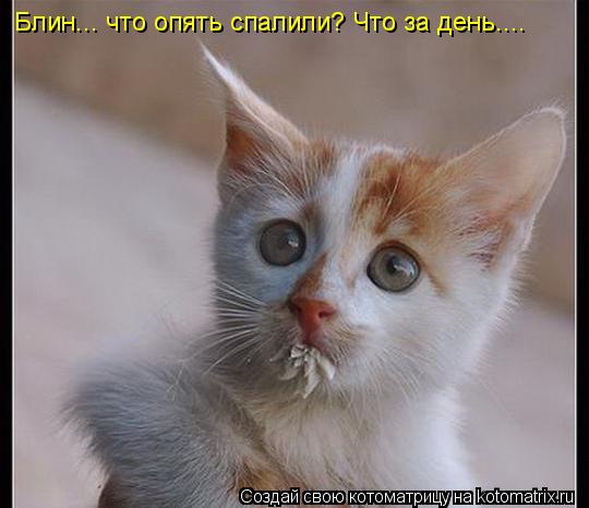 Блин... что опять спалили? Что за день....... Котоматрица: Блин... что опять спалили? Что за день....