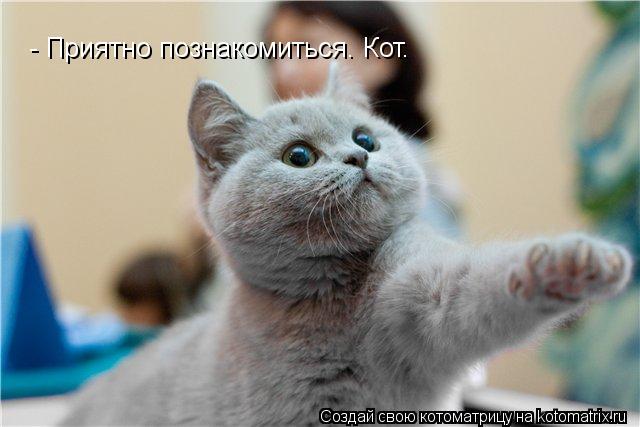 - Приятно познакомиться. Кот.... Котоматрица: - Приятно познакомиться. Кот.