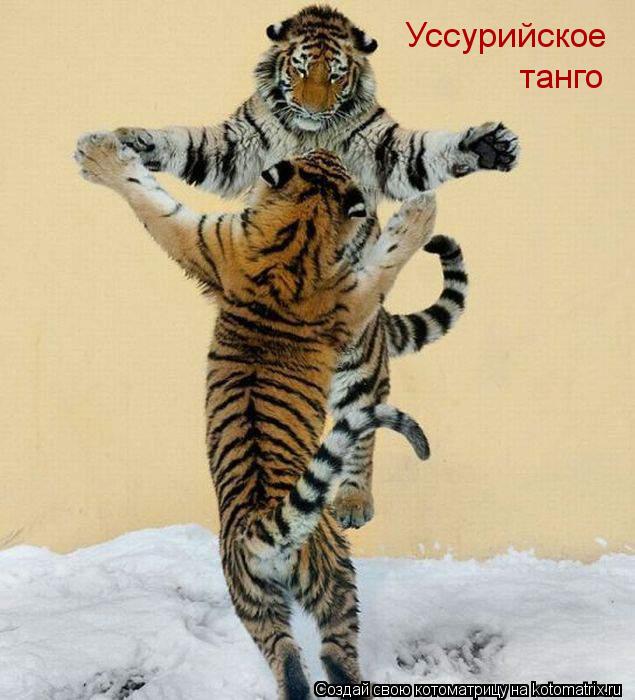 Уссурийское танго... Котоматрица: Уссурийское танго