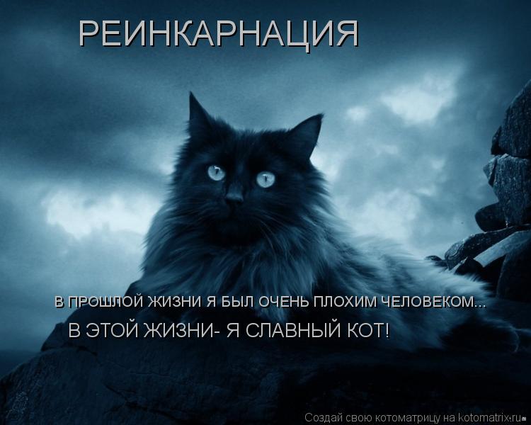 РЕИНКАРНАЦИЯ В ПРОШЛОЙ ЖИЗНИ Я БЫЛ ОЧЕНЬ ПЛОХИМ ЧЕЛОВЕКОМ... В ЭТОЙ ЖИЗНИ- Я СЛАВНЫЙ КОТ!... Котоматрица: РЕИНКАРНАЦИЯ В ПРОШЛОЙ ЖИЗНИ Я БЫЛ ОЧЕНЬ ПЛОХИМ ЧЕЛОВЕКОМ... В ЭТОЙ ЖИЗНИ- Я СЛАВНЫЙ КОТ!