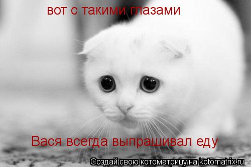 вот с такими глазами Вася всегда выпрашивал еду... Котоматрица: вот с такими глазами Вася всегда выпрашивал еду