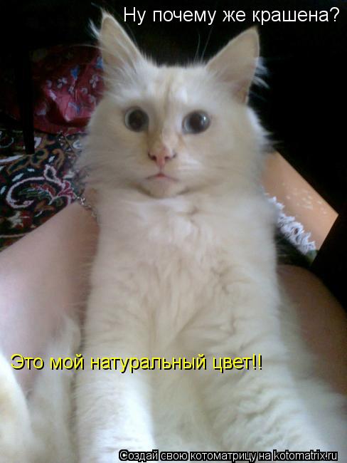 Ну почему же крашена? Это мой натуральный цвет!!... Котоматрица: Ну почему же крашена? Это мой натуральный цвет!!