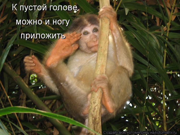 К пустой голове можно и ногу приложить... Котоматрица: К пустой голове можно и ногу приложить