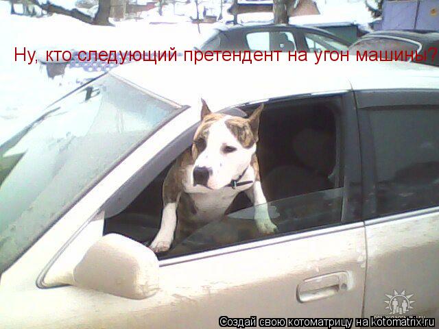 Ну, кто следующий претендент на угон машины?... Котоматрица: Ну, кто следующий претендент на угон машины?