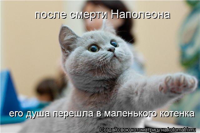 после смерти Наполеона его душа перешла в маленького котенка... Котоматрица: после смерти Наполеона его душа перешла в маленького котенка