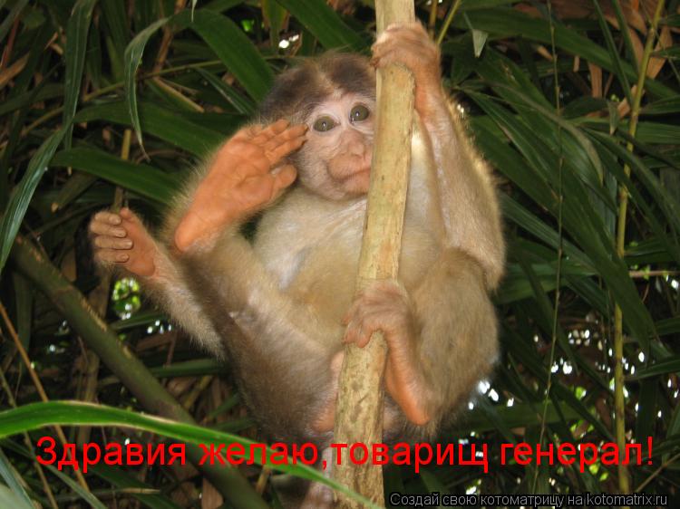 Здравия желаю,товарищ генерал!... Котоматрица: Здравия желаю,товарищ генерал!