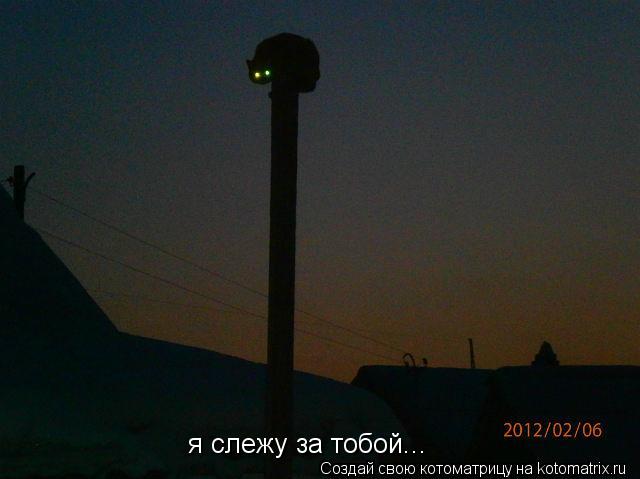 я слежу за тобой...... Котоматрица: я слежу за тобой...