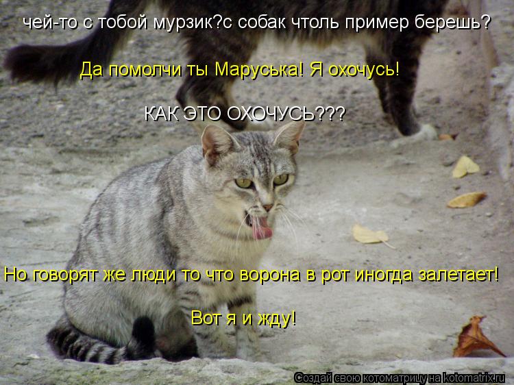 чей-то с тобой мурзик?с собак чтоль пример берешь? Да помолчи ты Маруська! Я охочусь! КАК ЭТО ОХОЧУСЬ... Котоматрица: чей-то с тобой мурзик?с собак чтоль пример берешь? Да помолчи ты Маруська! Я охочусь! КАК ЭТО ОХОЧУСЬ??? Но говорят же люди то что ворона в рот