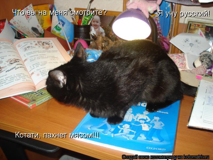 Что вы на меня смотрите? Я учу русский! Кстати, пахнет мясом!!!... Котоматрица: Что вы на меня смотрите? Я учу русский! Кстати, пахнет мясом!!!