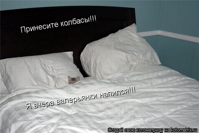 Принесите колбасы!!! Я вчера валерьянки напился!!!... Котоматрица: Принесите колбасы!!! Я вчера валерьянки напился!!!