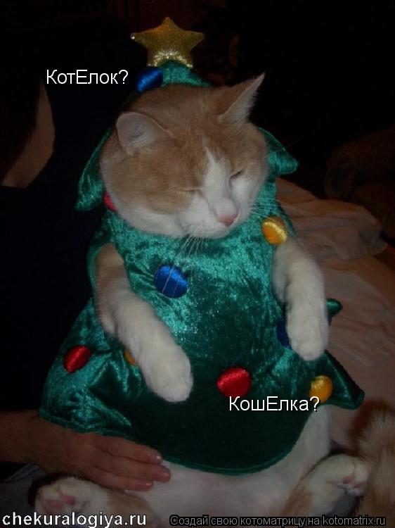 КотЕлок? КошЕлка?... Котоматрица: КотЕлок? КошЕлка?