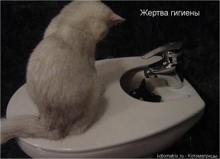 Жертва гигиены... Котоматрица: Жертва гигиены