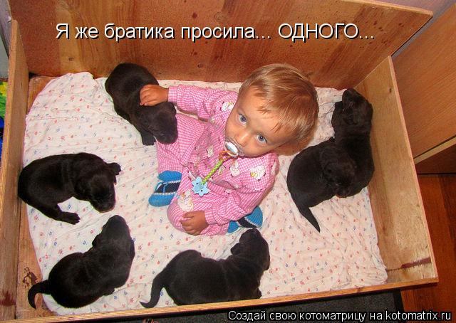 Я же братика просила... ОДНОГО...... Котоматрица: Я же братика просила... ОДНОГО...