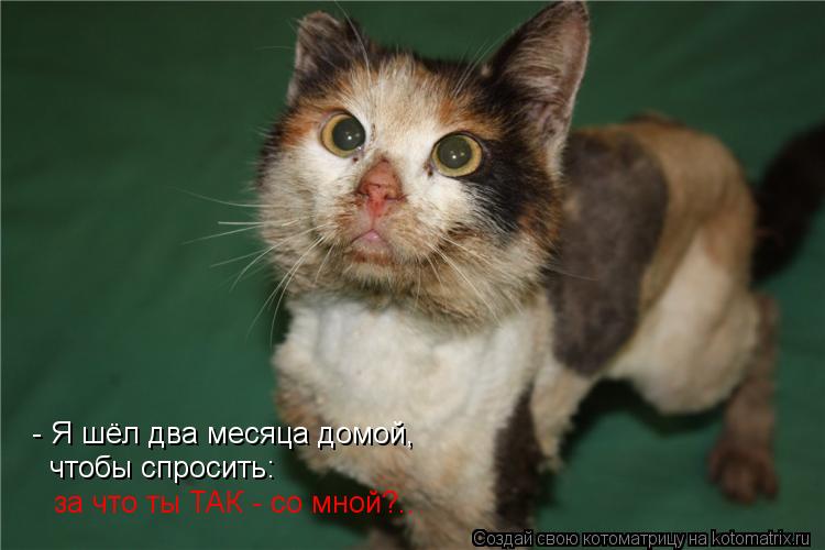 - Я шёл два месяца домой, чтобы спросить: за что ты ТАК - со мной?..... Котоматрица: - Я шёл два месяца домой, чтобы спросить: за что ты ТАК - со мной?..