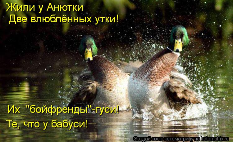 Жили у Анютки Две влюблённых утки! Те, что у бабуси! Их "бойфренды"-гуси!... Котоматрица: Жили у Анютки Две влюблённых утки! Те, что у бабуси! Их "бойфренды"-гуси!