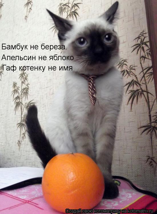 Бамбук не береза. Апельсин не яблоко Гаф котенку не имя... Котоматрица: Бамбук не береза. Апельсин не яблоко Гаф котенку не имя