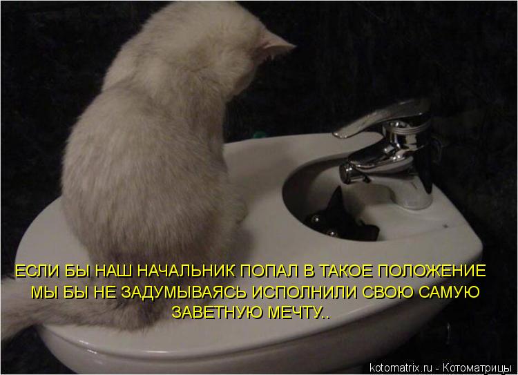 ЕСЛИ БЫ НАШ НАЧАЛЬНИК ПОПАЛ В ТАКОЕ ПОЛОЖЕНИЕ ЗАВЕТНУЮ МЕЧТУ.. МЫ БЫ НЕ ЗАДУМЫВАЯСЬ ИСПОЛНИЛИ СВОЮ СА... Котоматрица: ЕСЛИ БЫ НАШ НАЧАЛЬНИК ПОПАЛ В ТАКОЕ ПОЛОЖЕНИЕ ЗАВЕТНУЮ МЕЧТУ.. МЫ БЫ НЕ ЗАДУМЫВАЯСЬ ИСПОЛНИЛИ СВОЮ САМУЮ