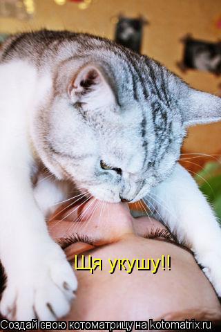 Щя укушу!!... Котоматрица: Щя укушу!!