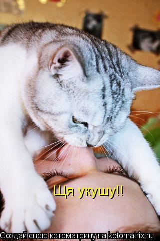 Котоматрица: Щя укушу!!