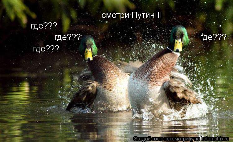 смотри Путин!!! где??? где??? где??? где???... Котоматрица: смотри Путин!!! где??? где??? где??? где???