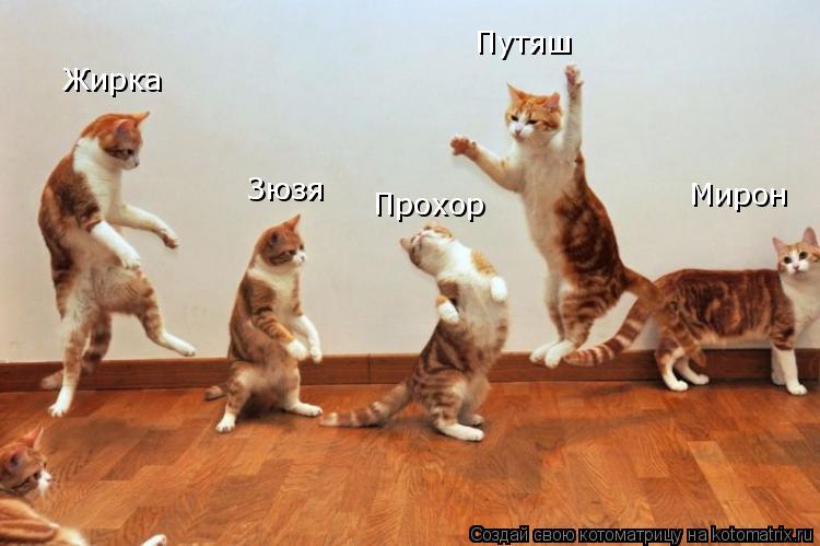 Прохор Зюзя Путяш Мирон Жирка... Котоматрица: Прохор Зюзя Путяш Мирон Жирка